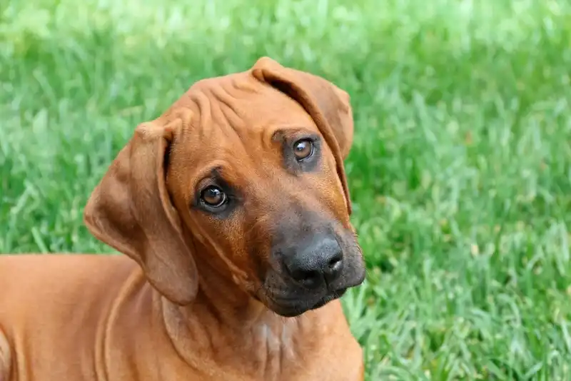 Rhodesian Ridgeback 