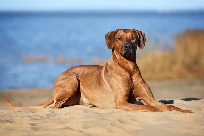 Rhodesian Ridgeback
