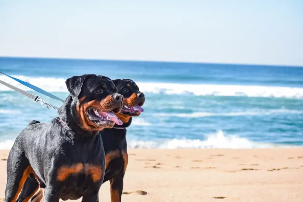 Rottweiler .