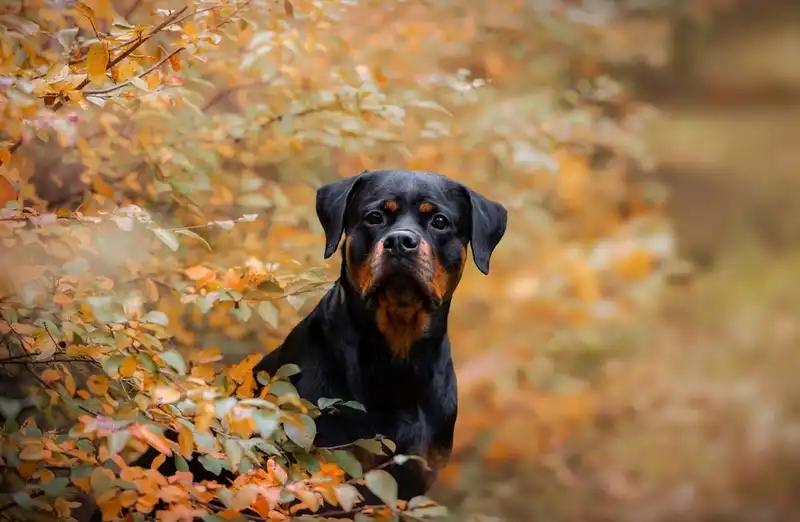 Rottweiler