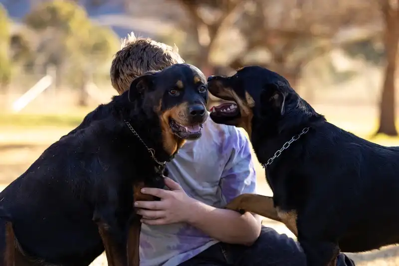Rottweiler