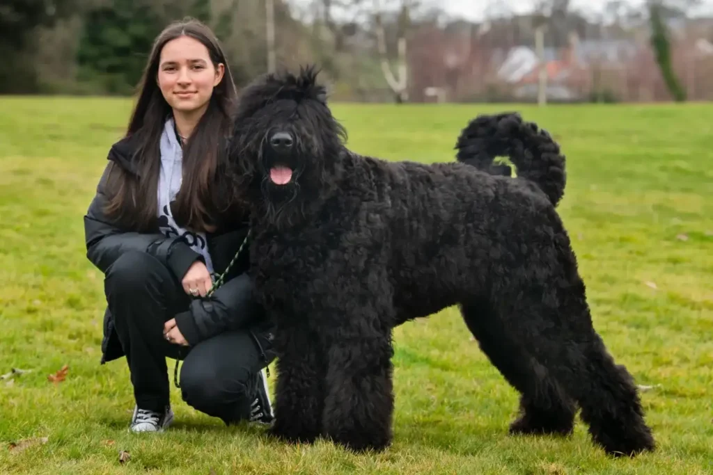 Russian Black Terrier