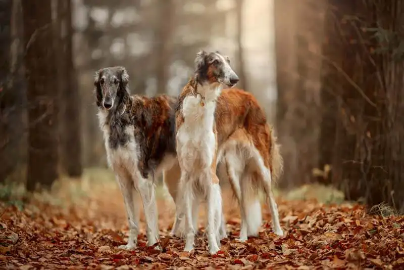 Russian Borzoi 