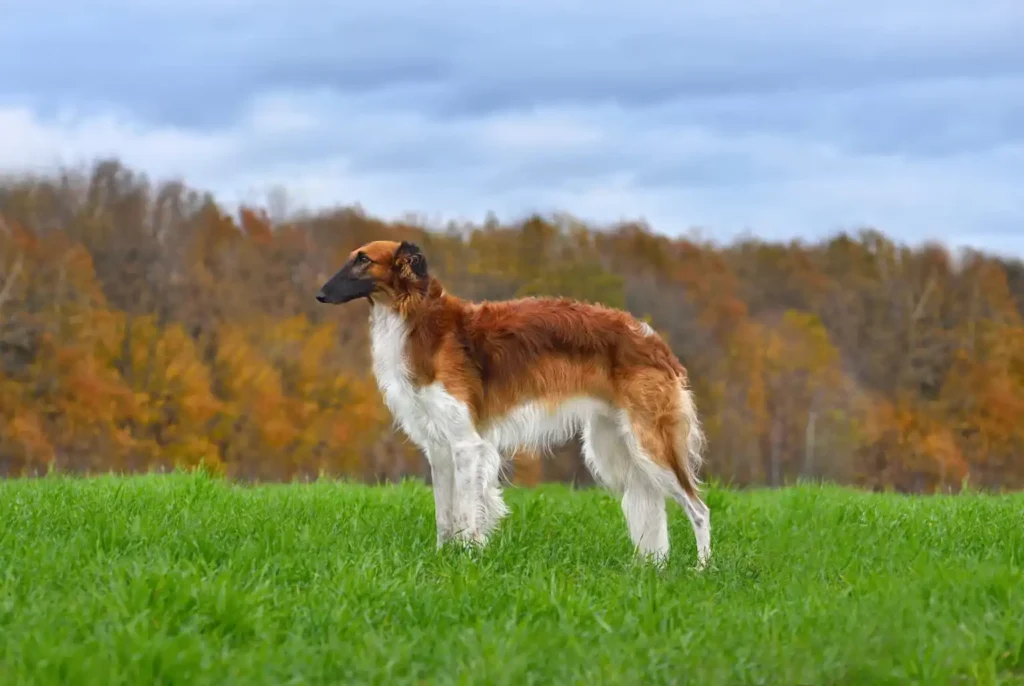 Russian Borzoi