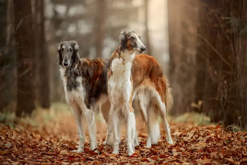 Russian Borzoi 