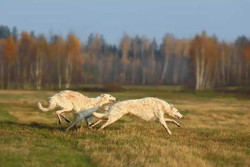 Russian Borzoi