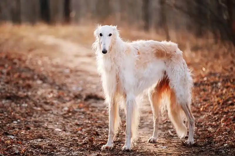 Russian Greyhound