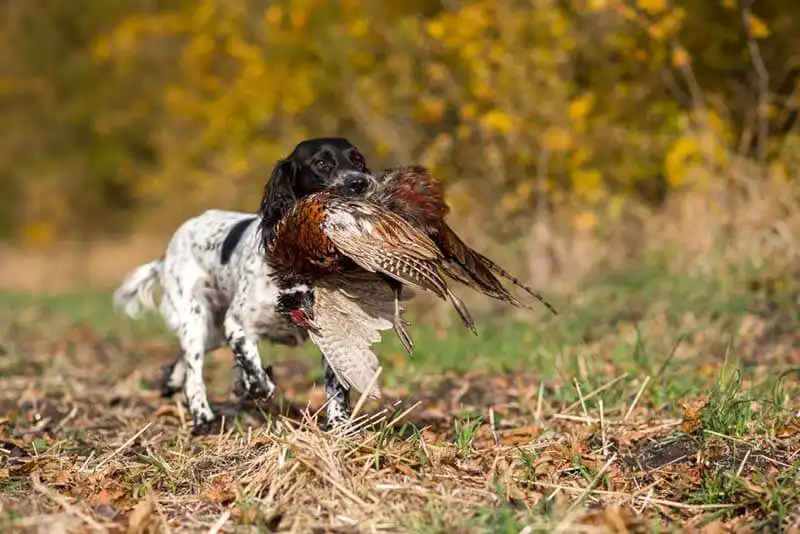 Russian Spaniel 