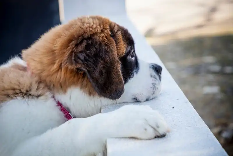 Saint Bernard