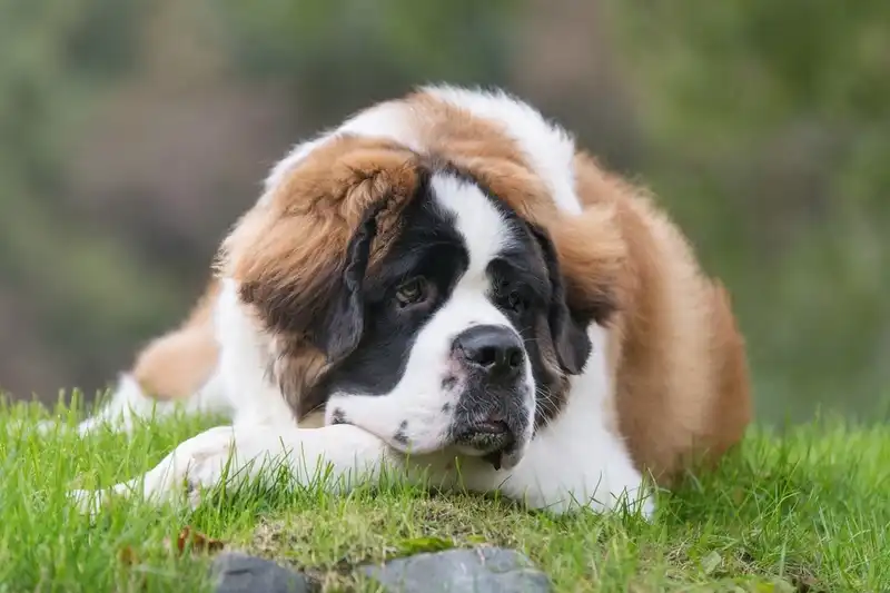Saint Bernard