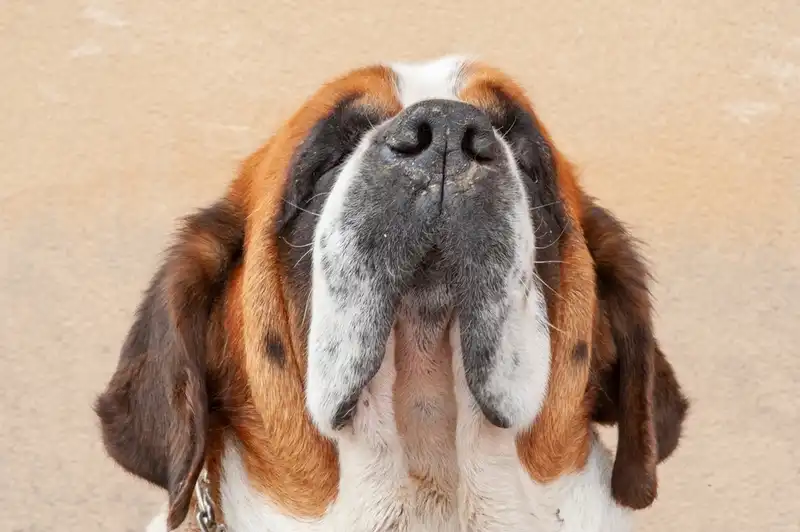Saint Bernard 