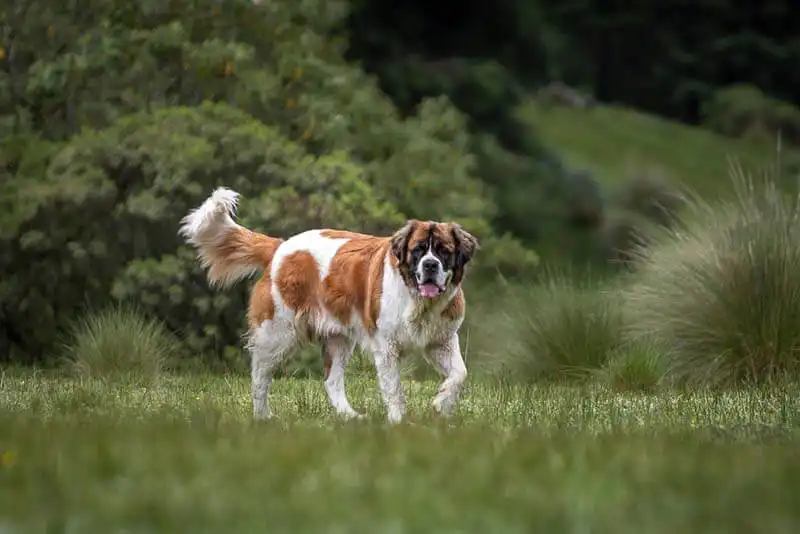 Saint Bernard 