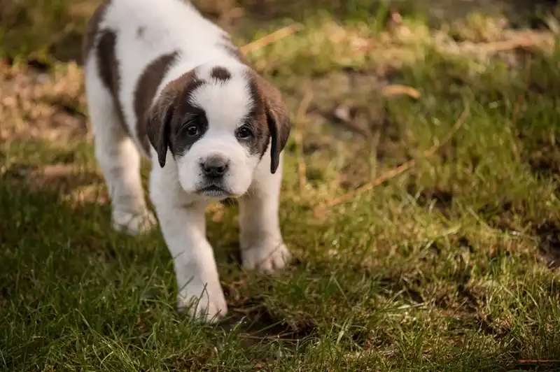 Saint Bernard