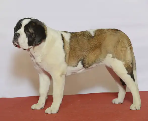 Saint Bernard dog 