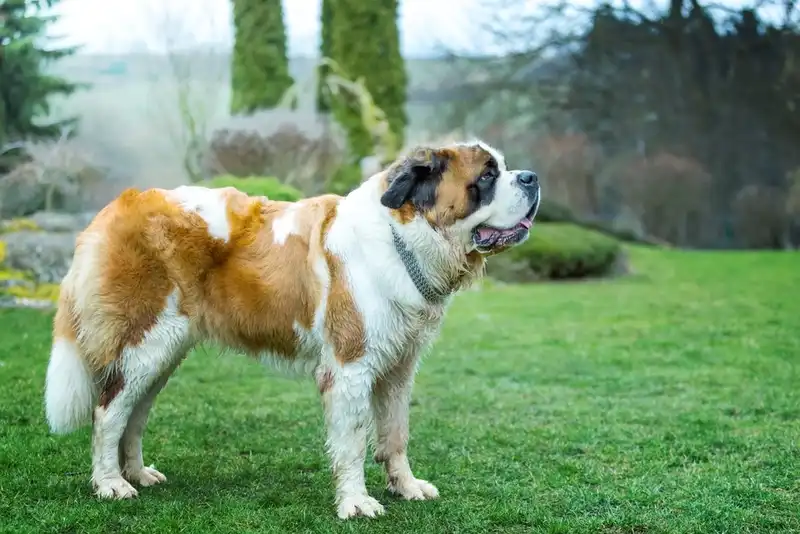 Saint Bernard