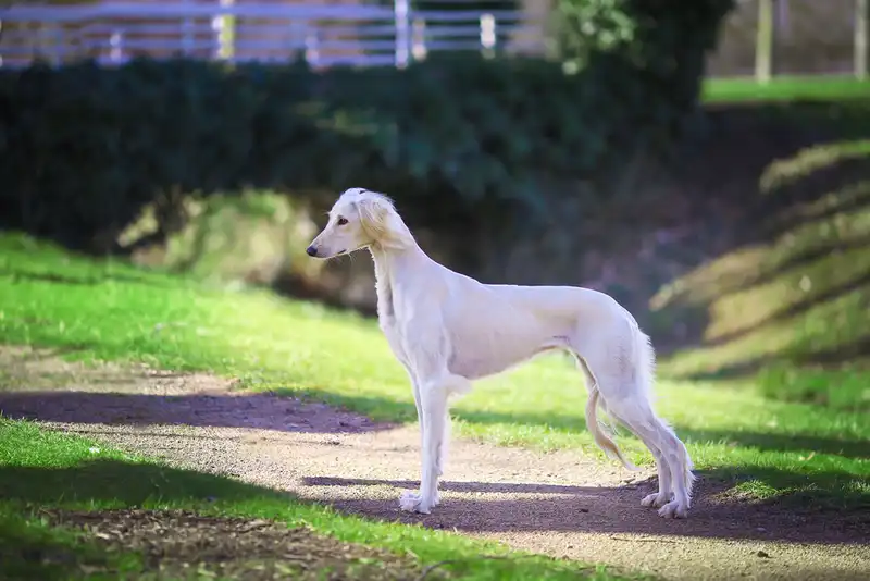 Saluki