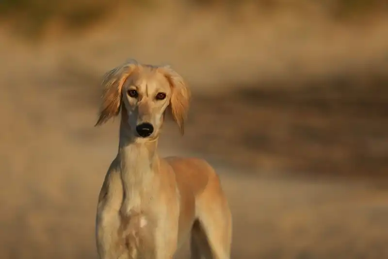 Saluki