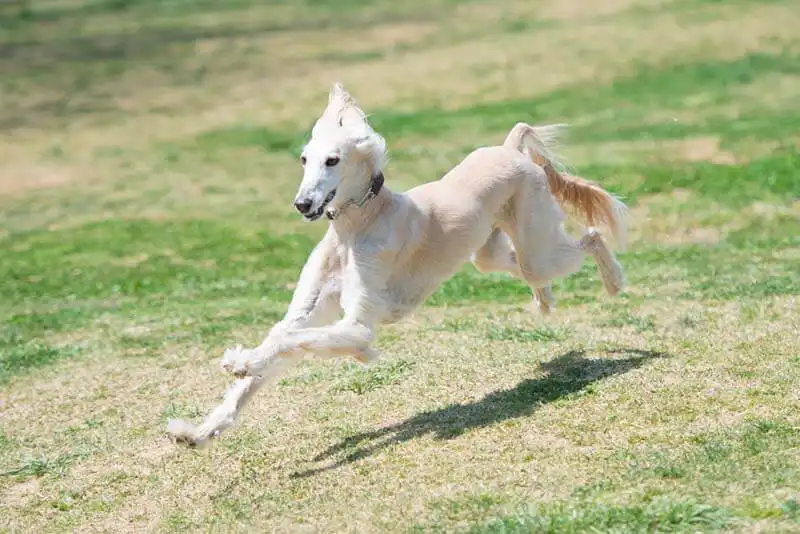 Saluki