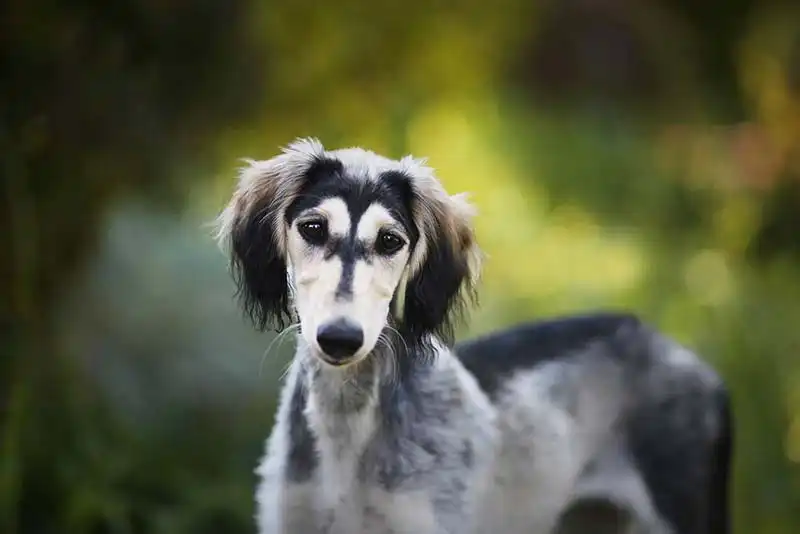 Saluki