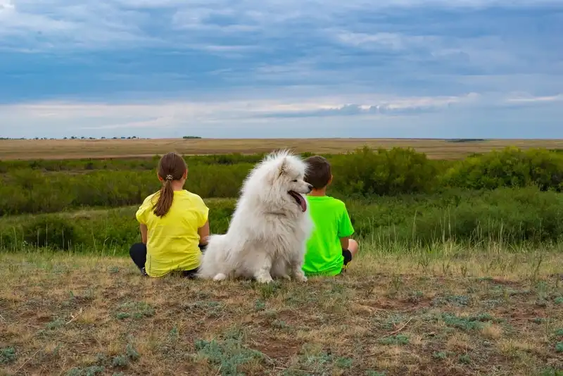 Samoyed
