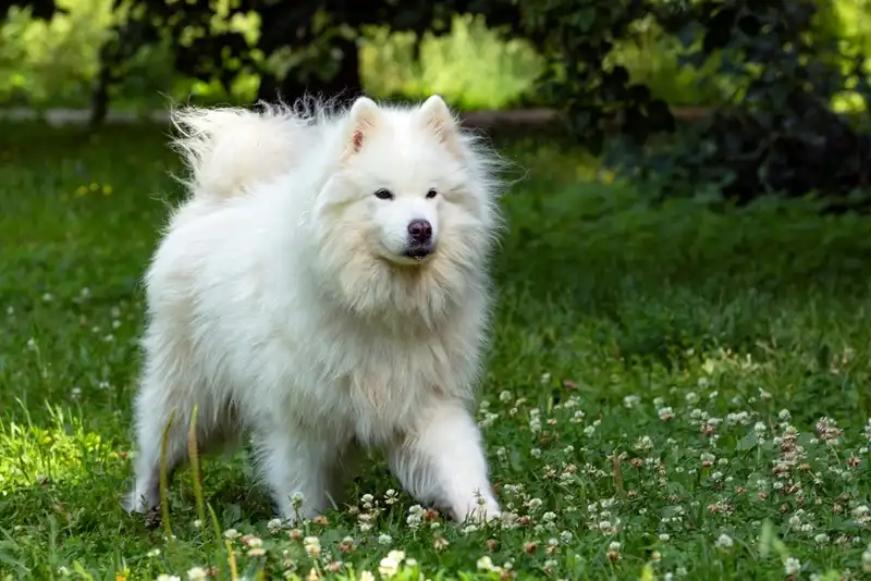 Samoyed Laika (Samoyed)