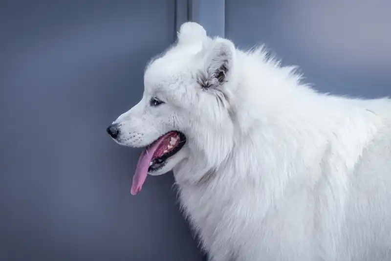 Samoyed dog
