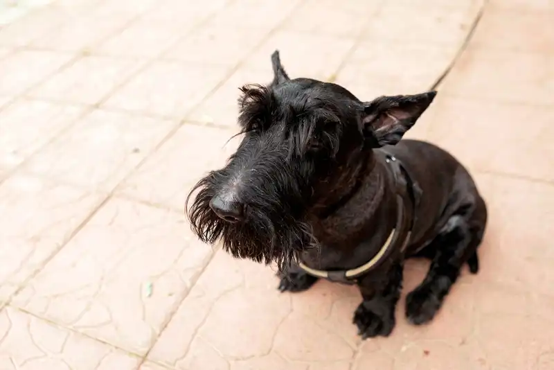 Scotch Terrier