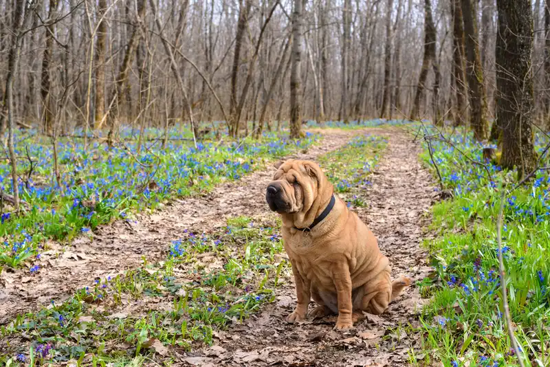 Shar Pei 