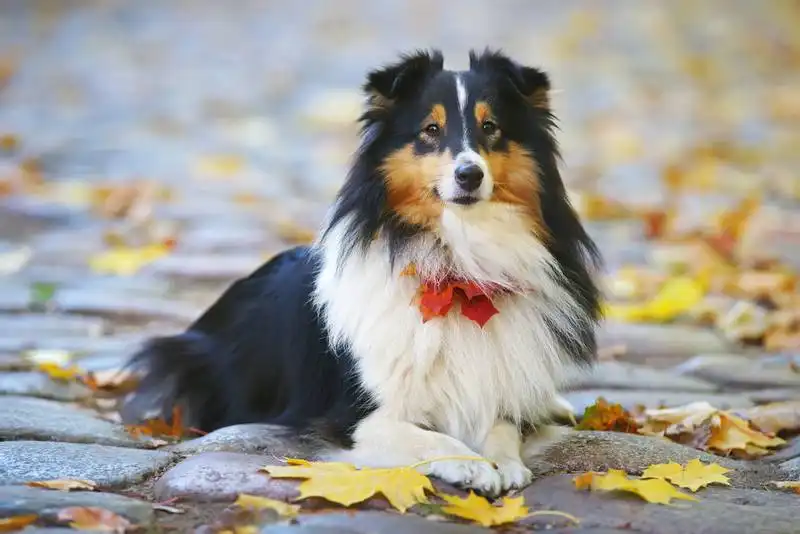Sheltie