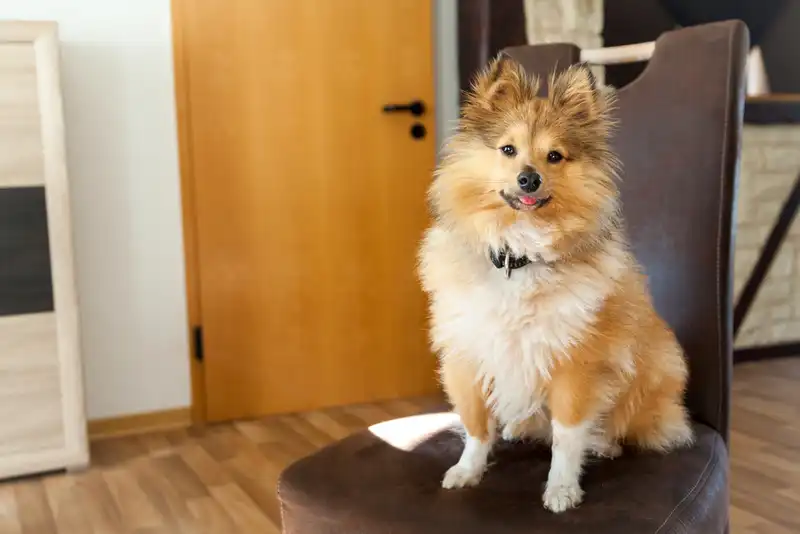 Sheltie (Shetland Sheepdog) 
