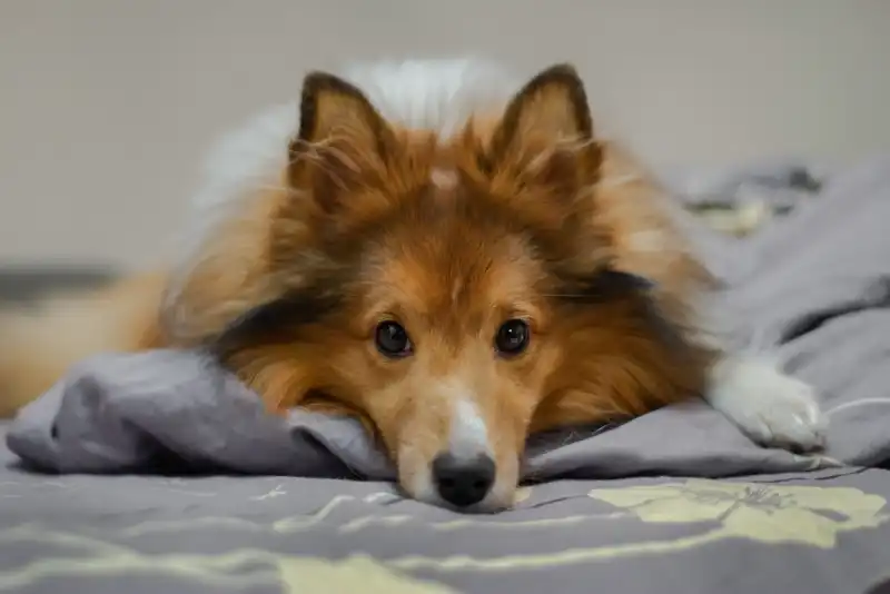 Sheltie