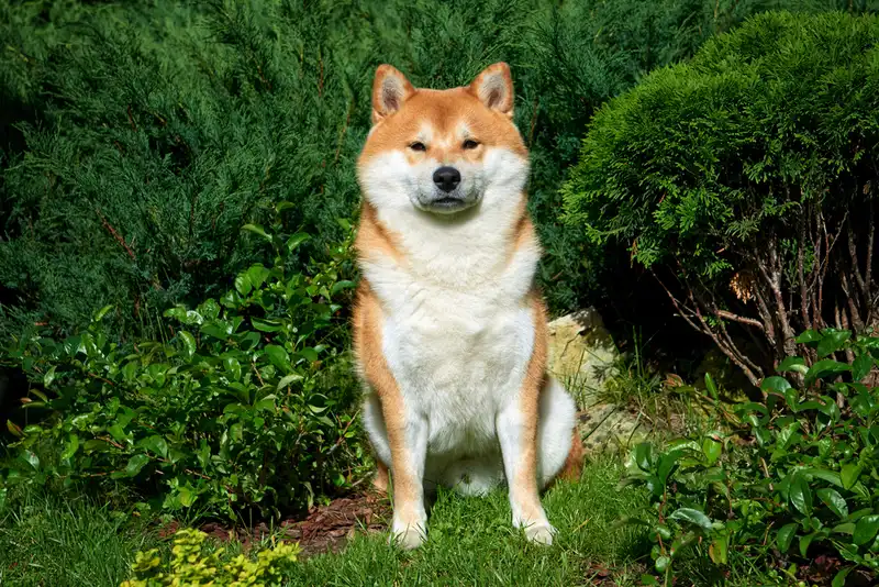 Shiba Inu 