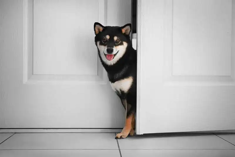 Shiba Inu (Shiba Inu)