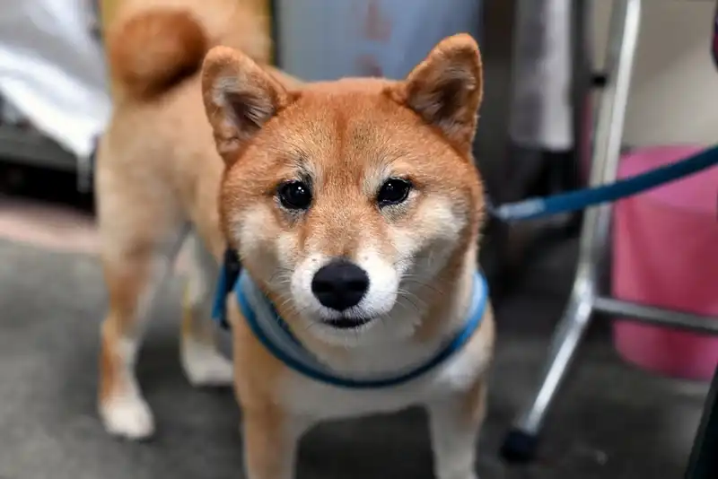 Shiba Inu
