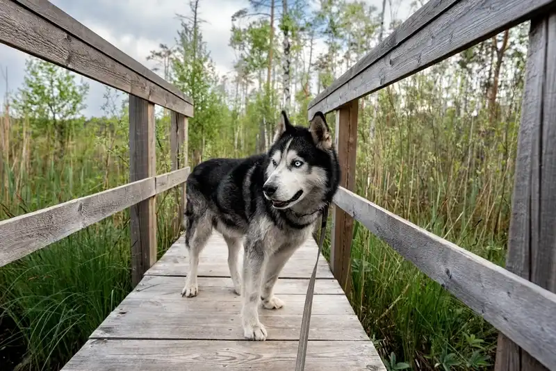 Siberian Husky