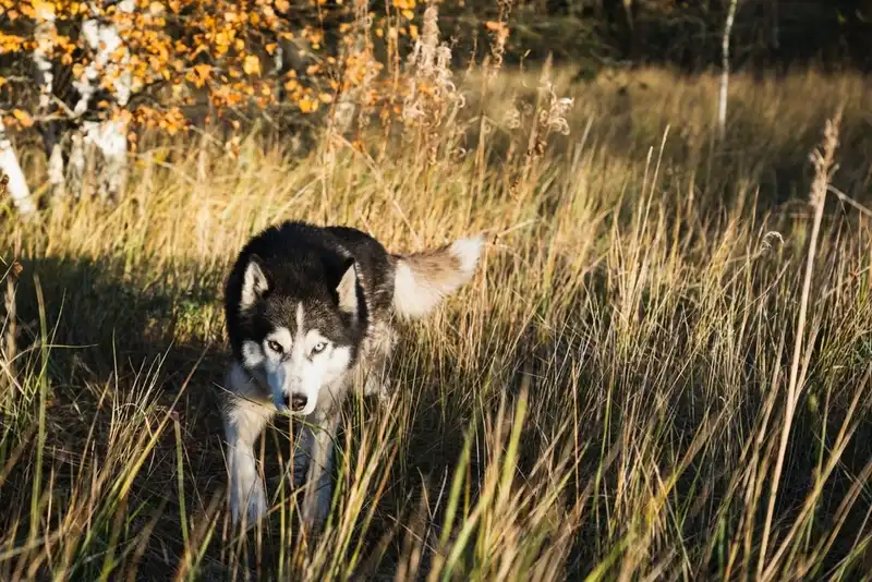Siberian Husky