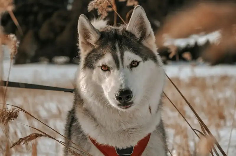 Siberian Husky