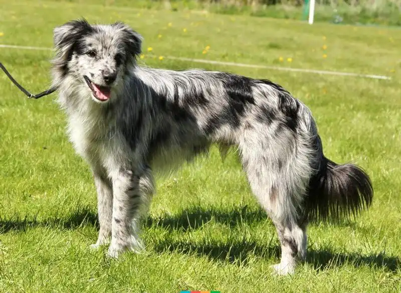Smooth-faced Pyrenean Shepherd 