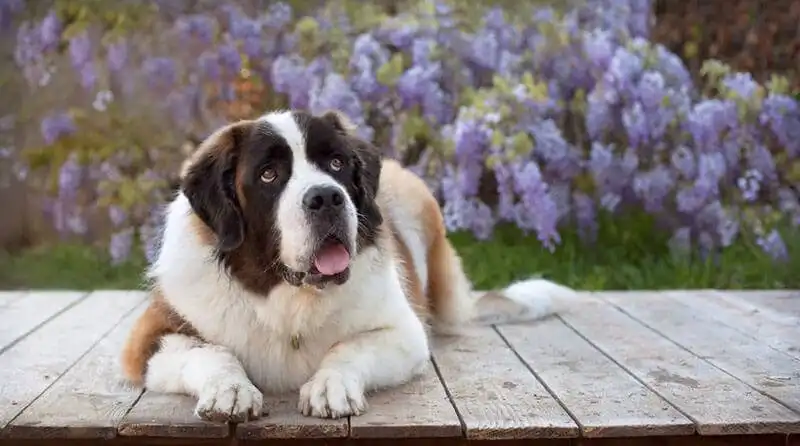  St. Bernard