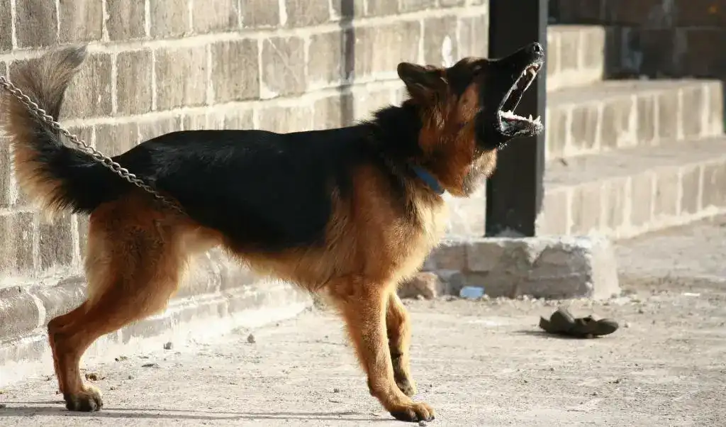 Stop a Dog from Barking