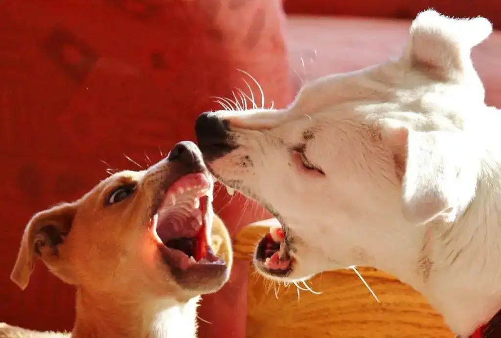 Stop a Dog from Barking