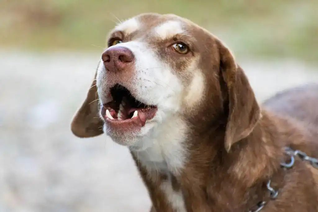 Stop a Dog from Barking