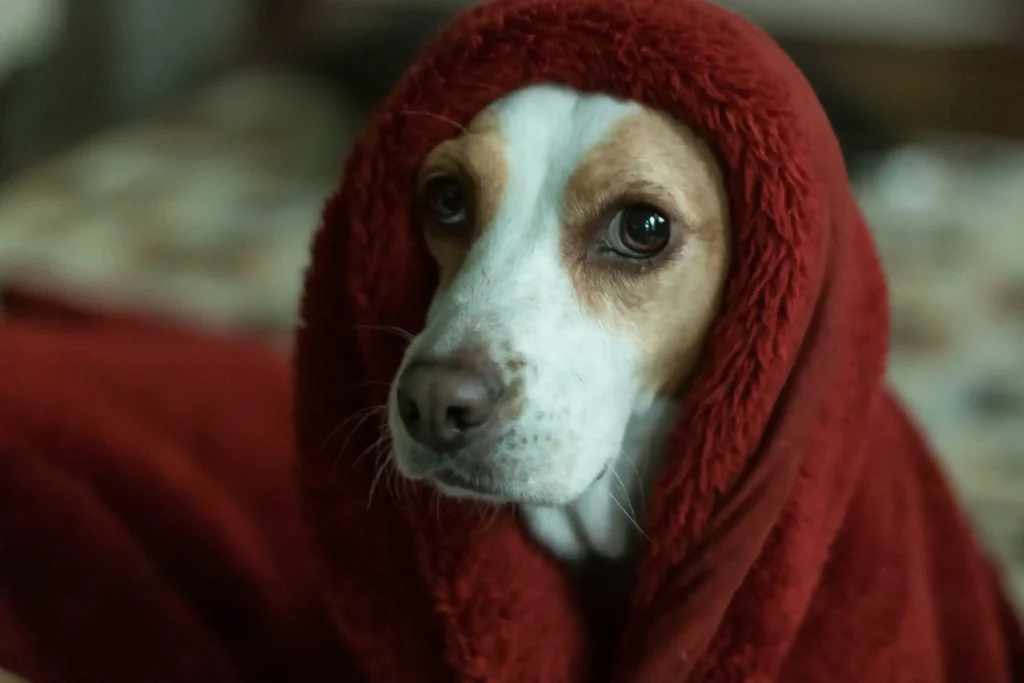 Storm Phobia in Dogs