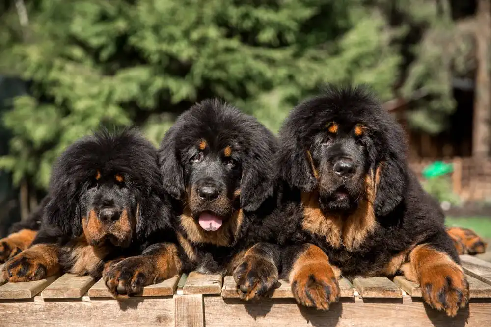 TOP 15 Most Expensive Dog