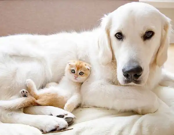TOP 6 Dog Breeds