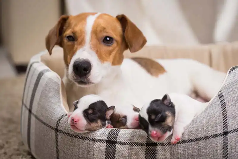 Temperature in Dogs