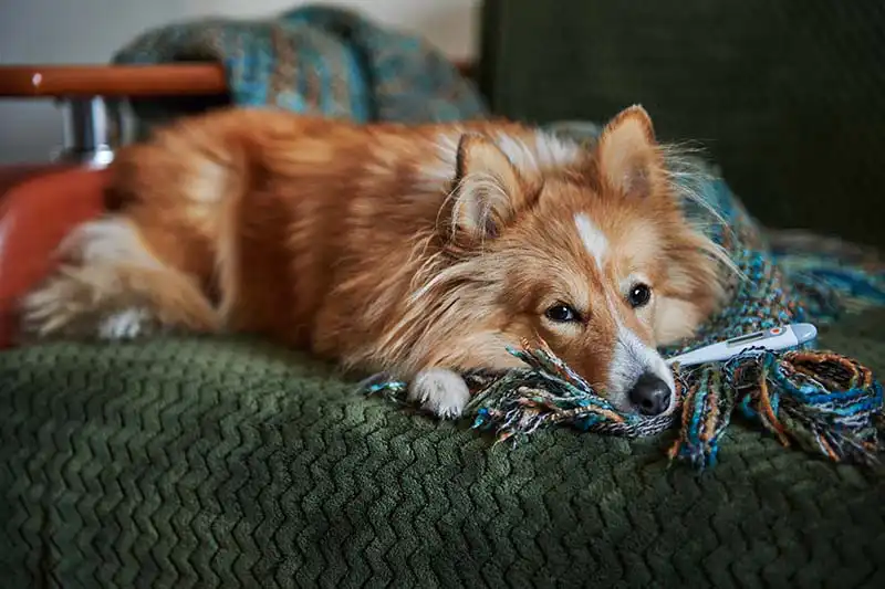 Temperature in Dogs