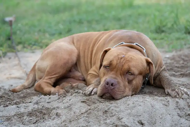 The American Bandogge