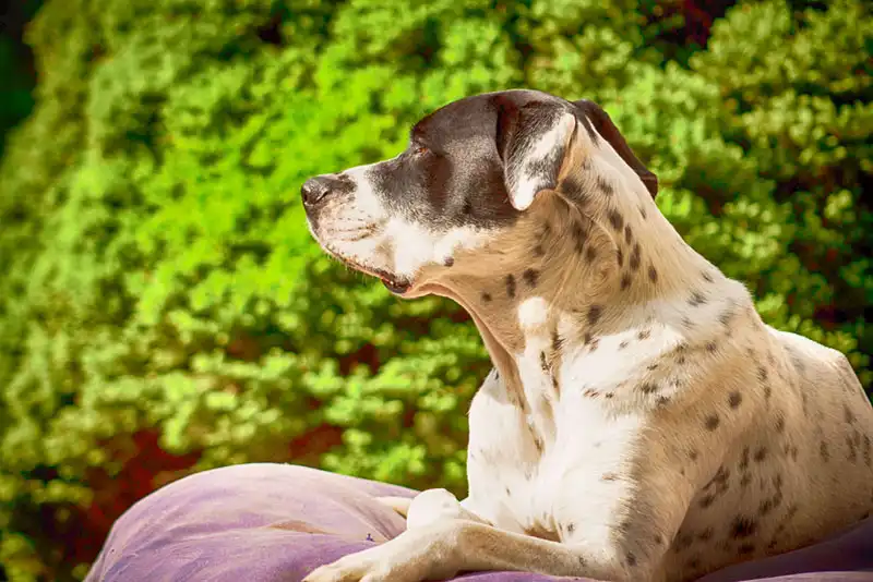 The American Bandogge