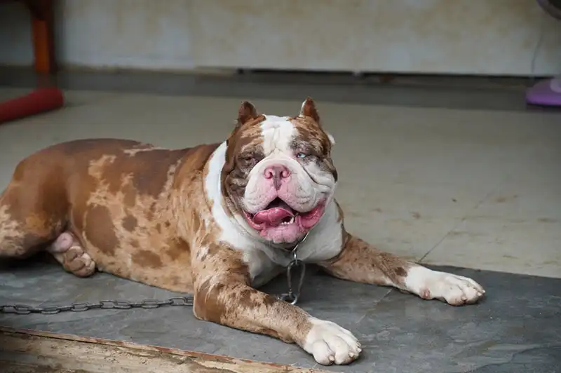 The American Bandogge